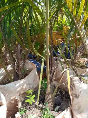 The Best Plants,Flowers,Seedlings,Stones,Compound Designing.
