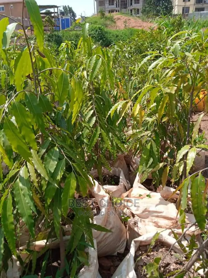 The Best Plants,Flowers,Seedlings,Stones,Compound Designing.