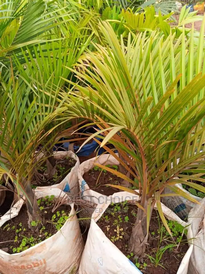 All Palm Types,Compound Designing,Land Scarping Services.