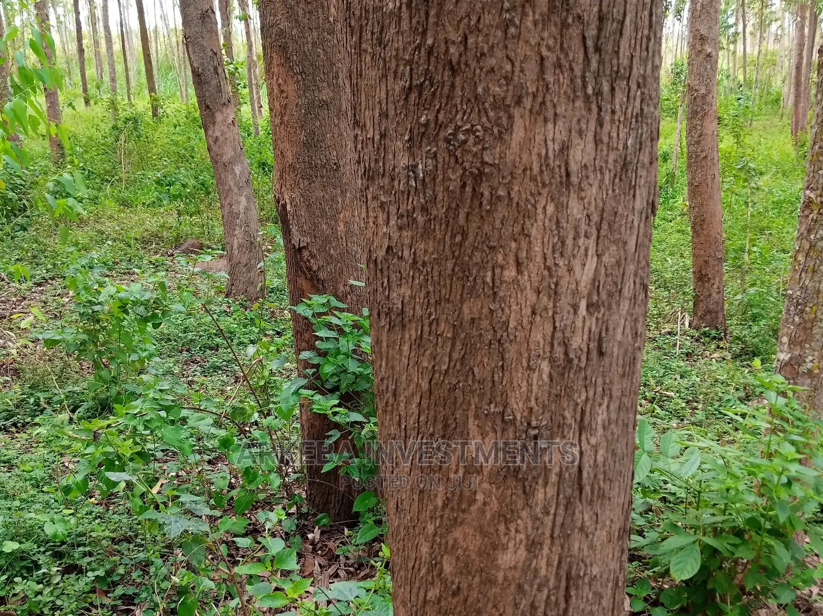 Eucalyptus/Kalitunsi Trees and Land for Sale in Jinja in Jinja Land