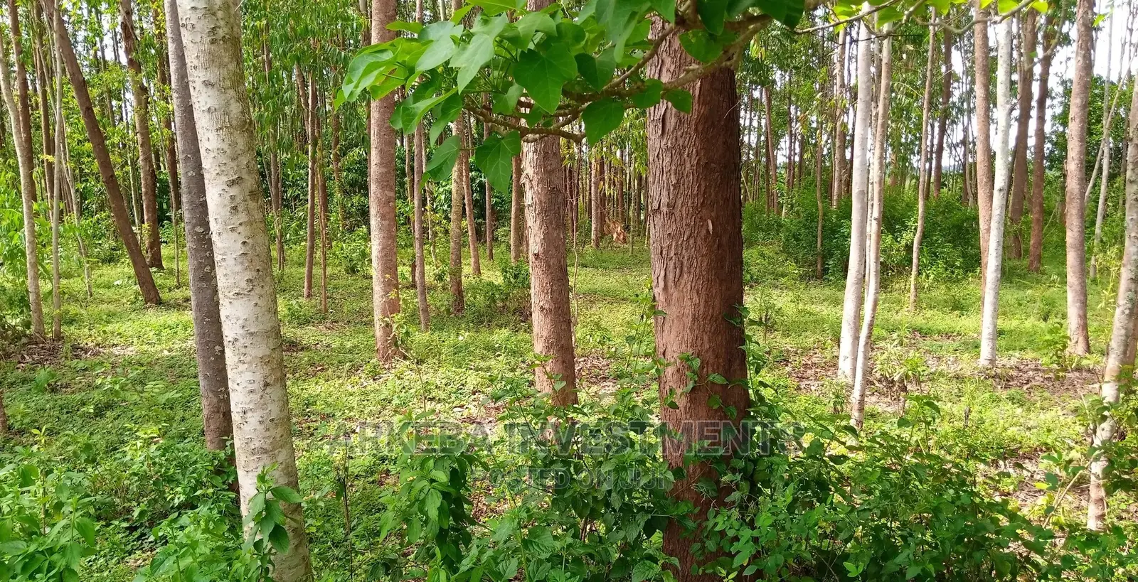 Eucalyptus/Kalitunsi Trees and Land for Sale in Jinja in Jinja Land