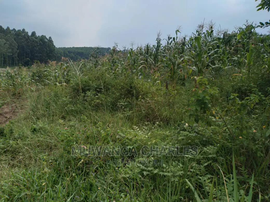4acre's Is Available for Sale in Kiwenda