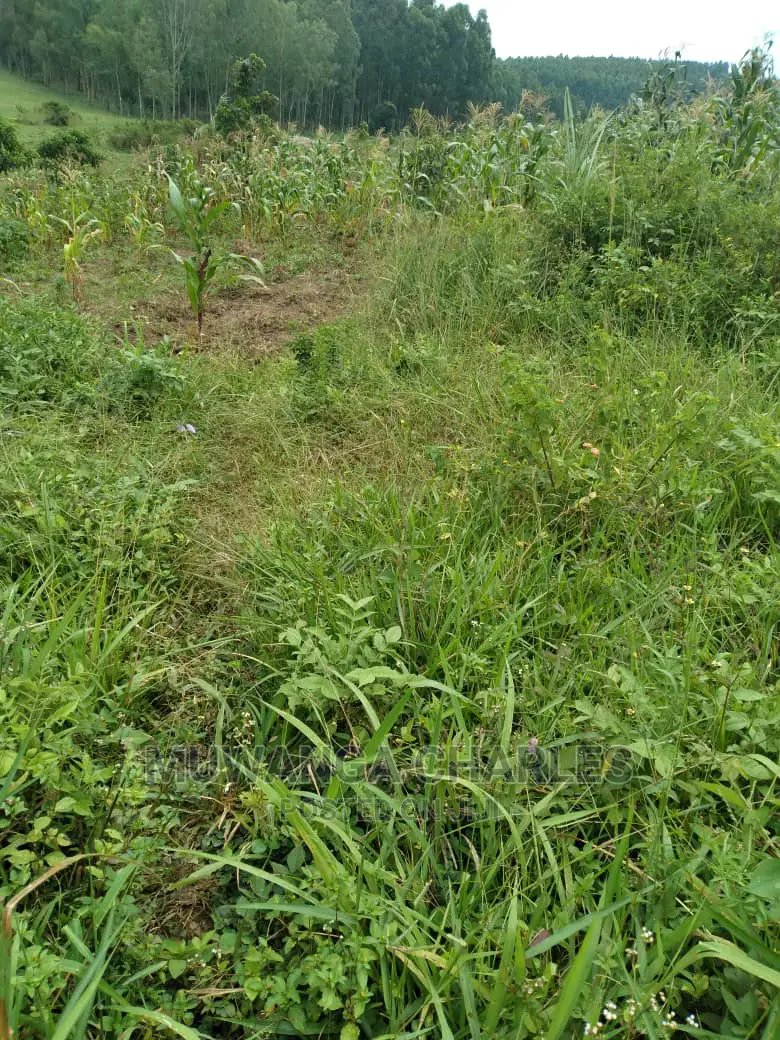 20acre's Is Available for Sale in Zirobwe