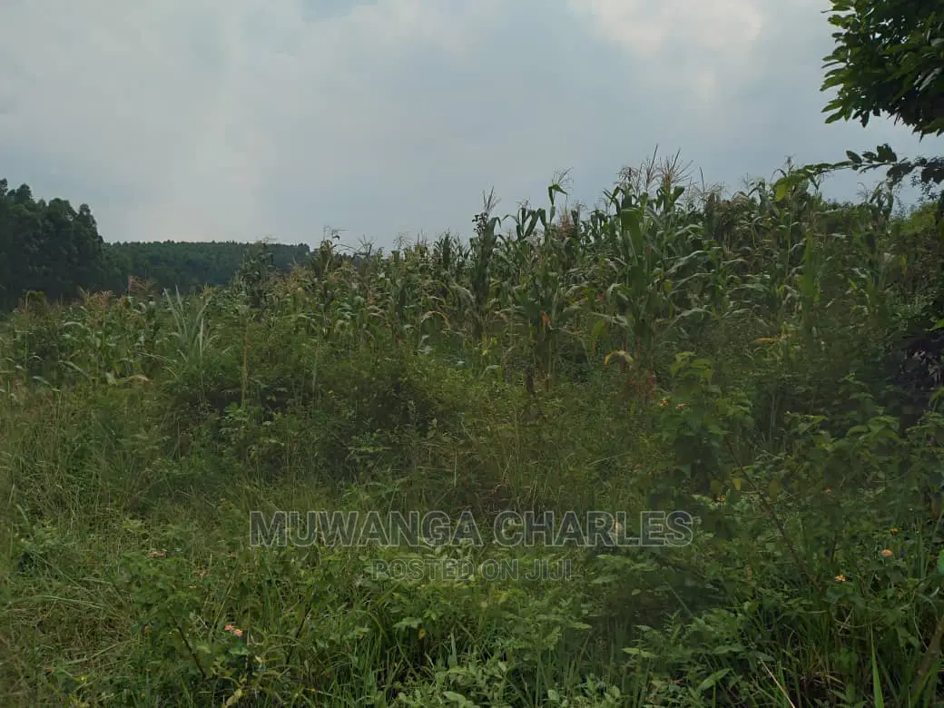 20acre's Is Available for Sale in Zirobwe