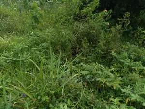 20acre's Is Available for Sale in Zirobwe