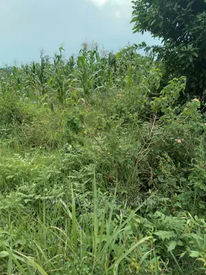 20acre's Is Available for Sale in Zirobwe