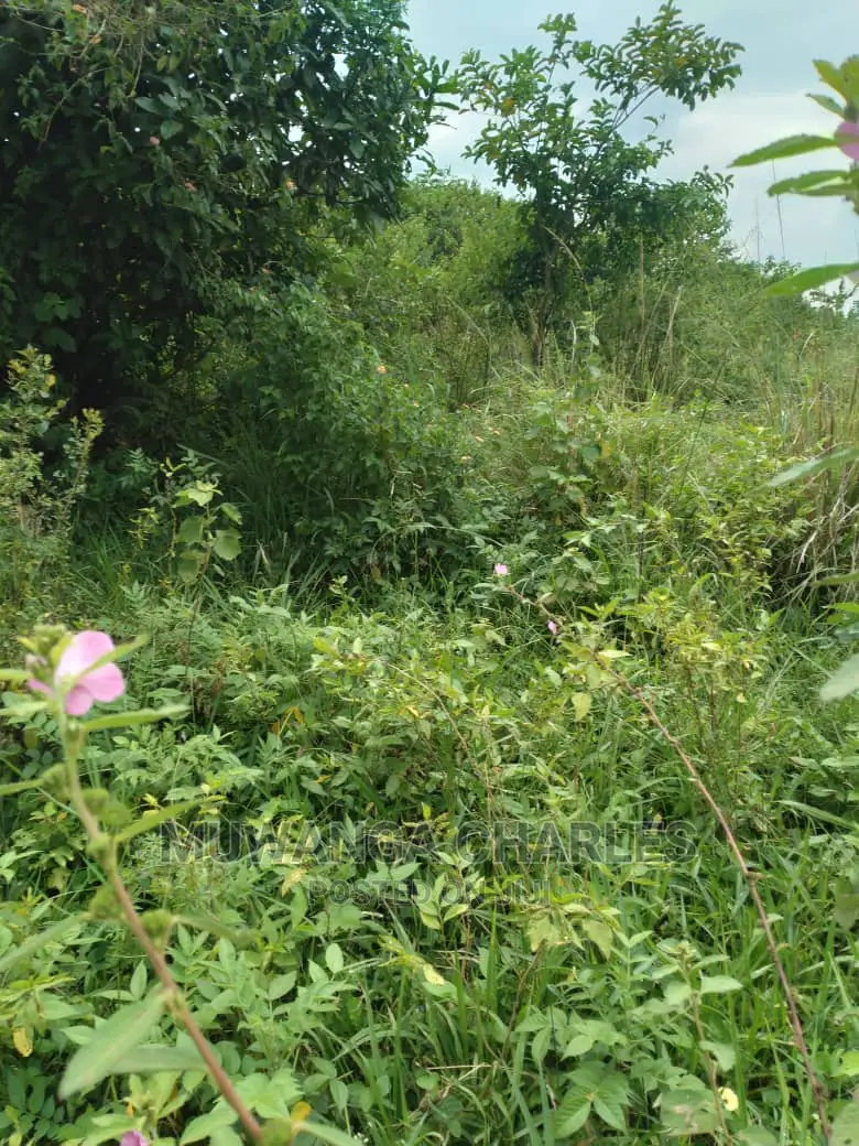 20acre's Is Available for Sale in Zirobwe