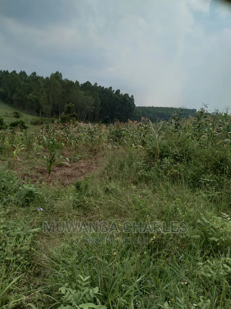 100acres Is Available for Sale in Luwero Kabunyata