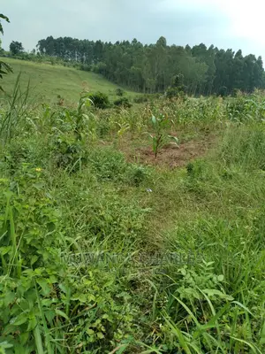 100acres Is Available for Sale in Luwero Kabunyata
