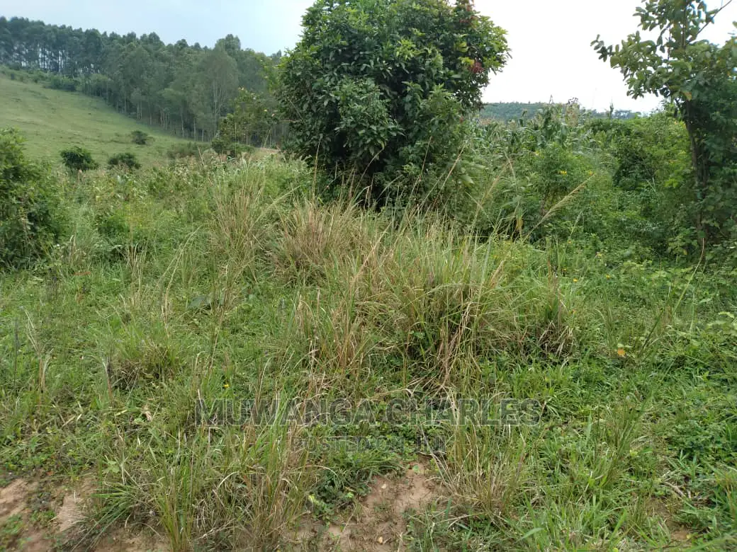 100acres Is Available for Sale in Luwero Kabunyata