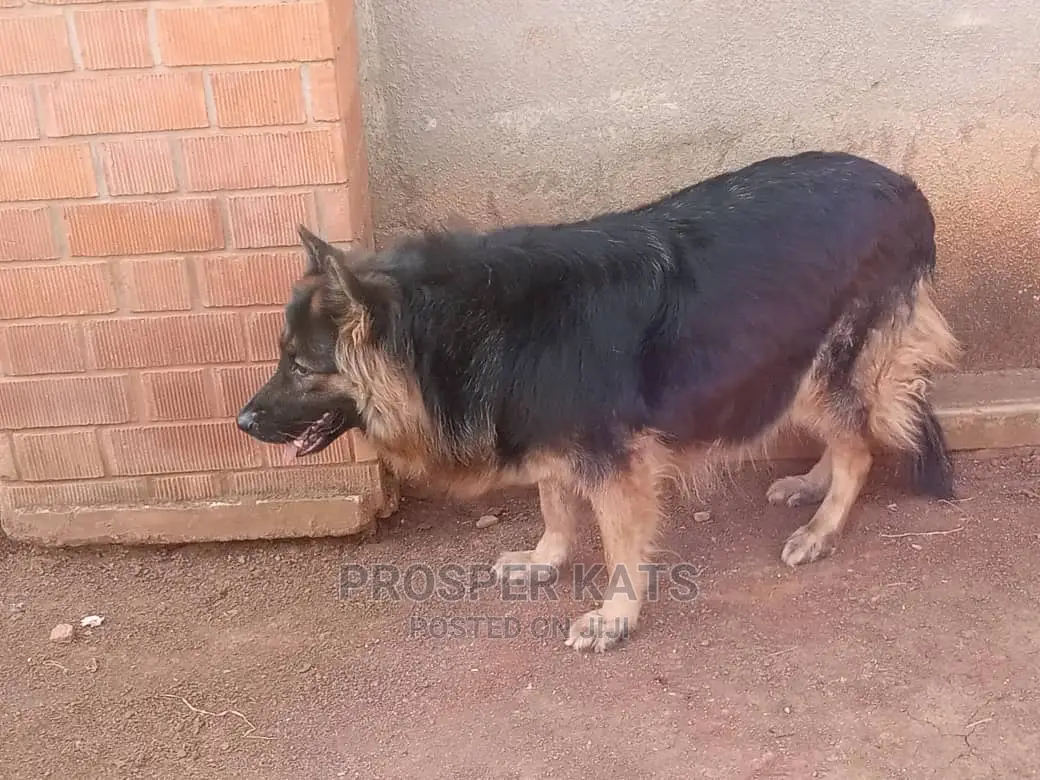 6-12 Month Female Purebred German Shepherd