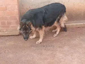 6-12 Month Female Purebred German Shepherd