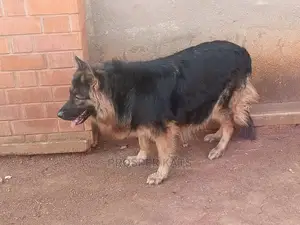 6-12 Month Female Purebred German Shepherd