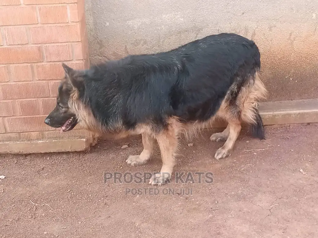 6-12 Month Female Purebred German Shepherd