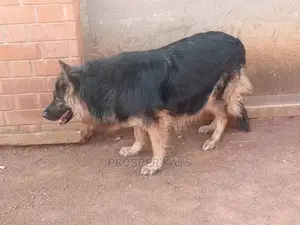 6-12 Month Female Purebred German Shepherd