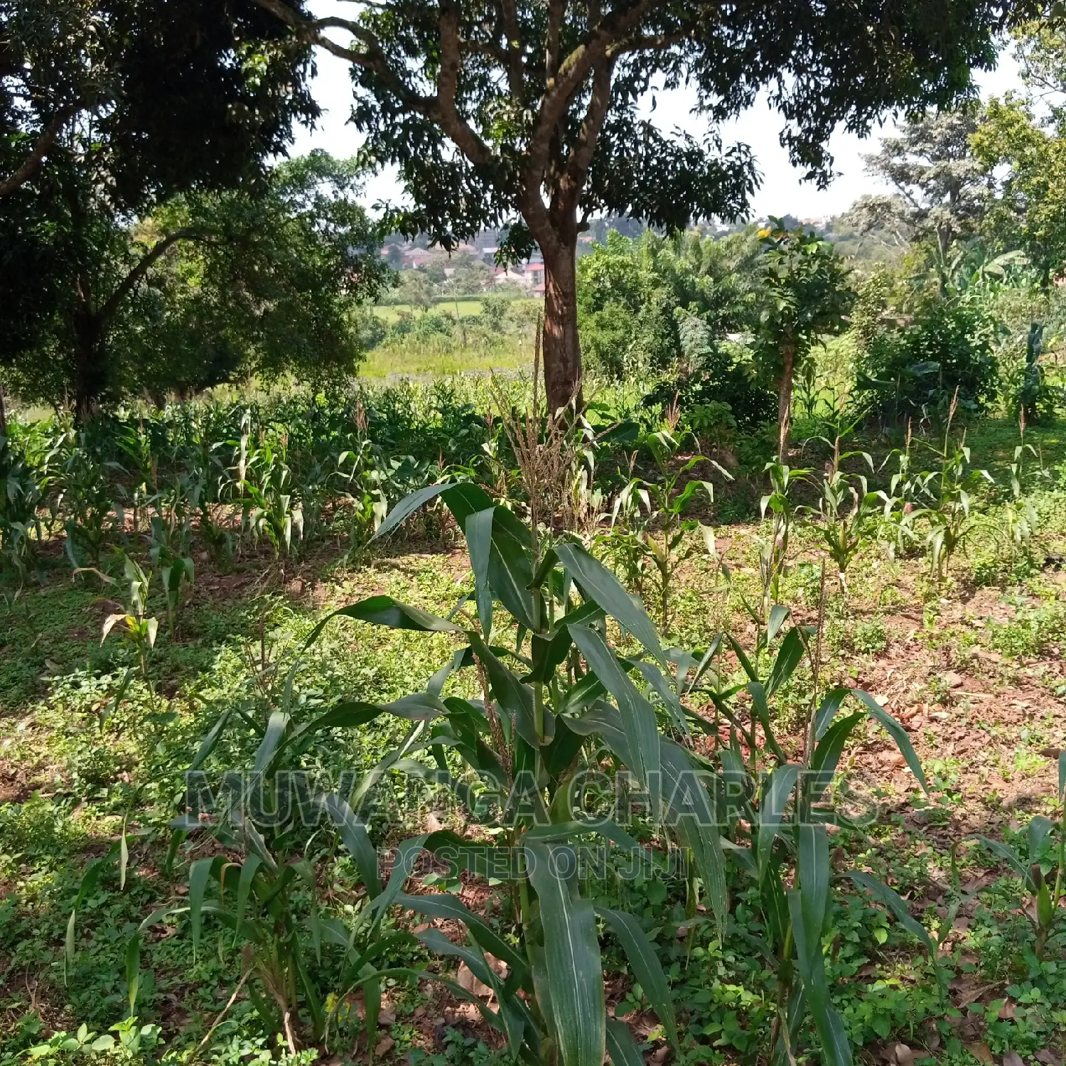 5acre's Is for Sale in Namulanda