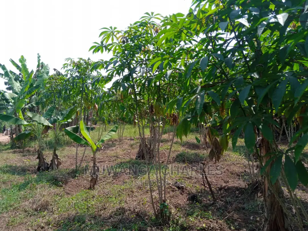4acre's Is Available for Sale Mityana Road Muduma