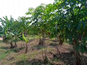 4acre's Is Available for Sale Mityana Road Muduma