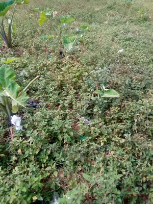 100x50ftplot for Sale at Busiika