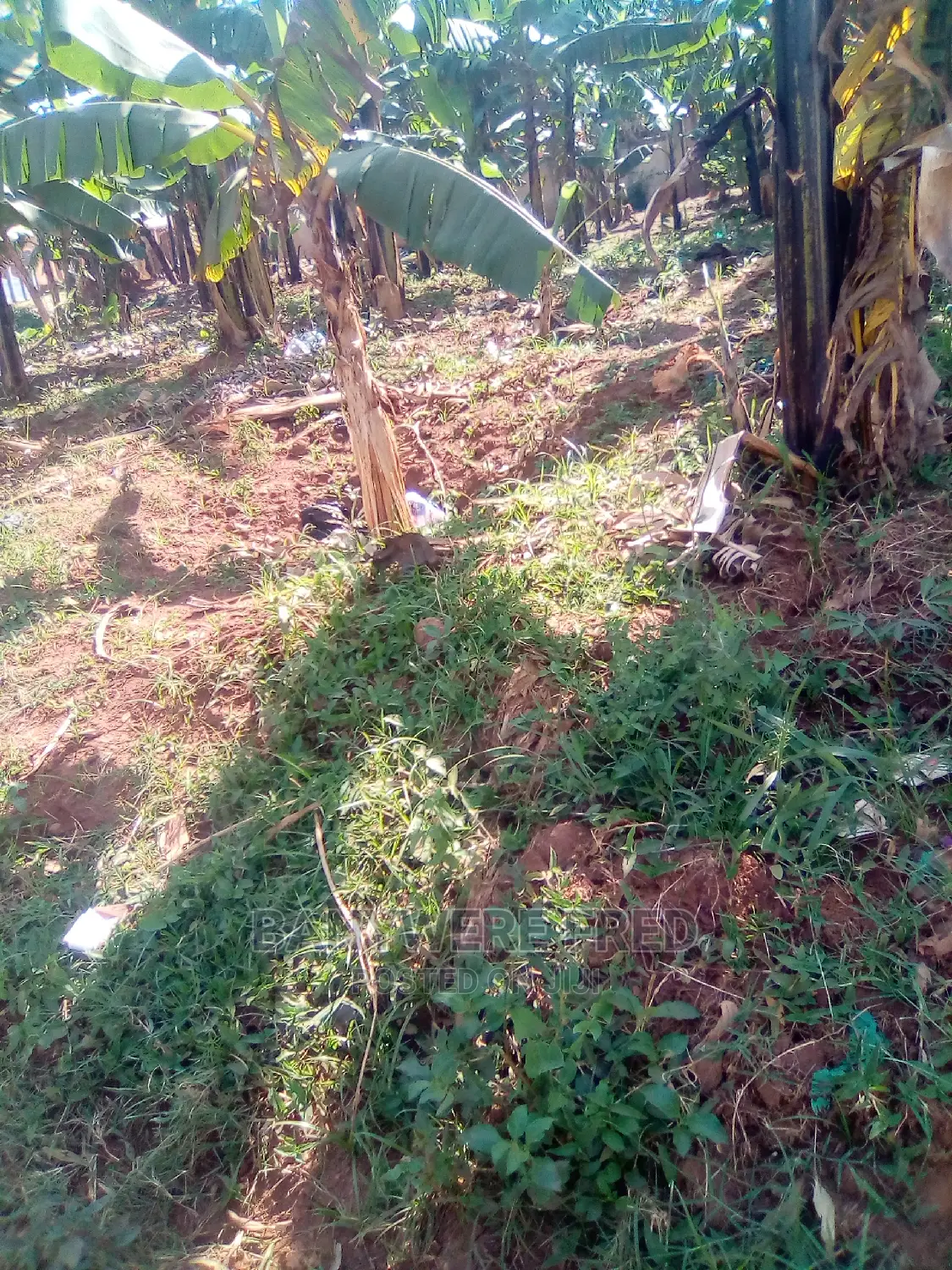 4acres in Buwenge Town Jinja for Sale