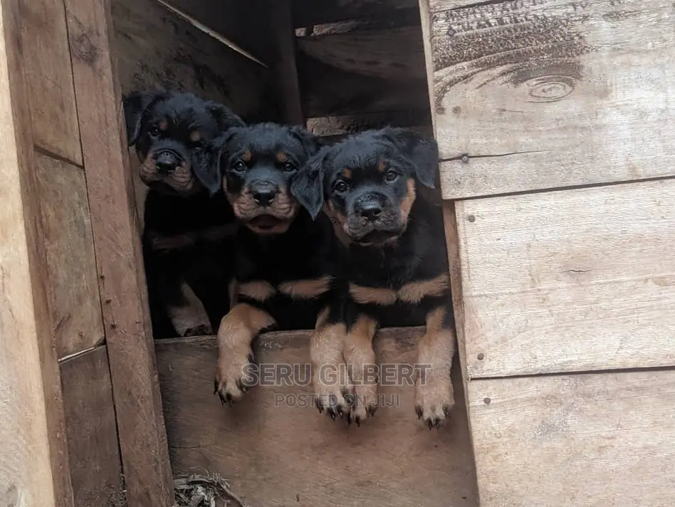 0-1 Month Male Purebred Rottweiler