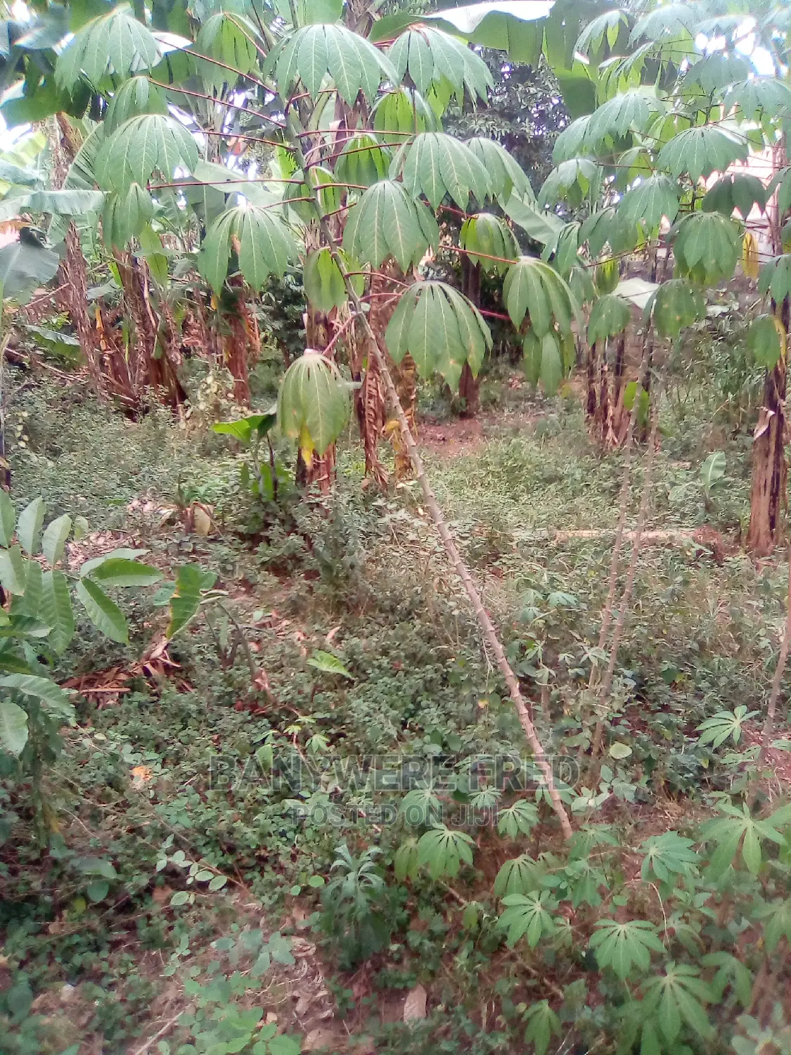 Hot Plot 100x100ft at Mbalwa Church of Ug