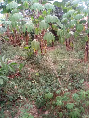 Hot Plot 100x100ft at Mbalwa Church of Ug