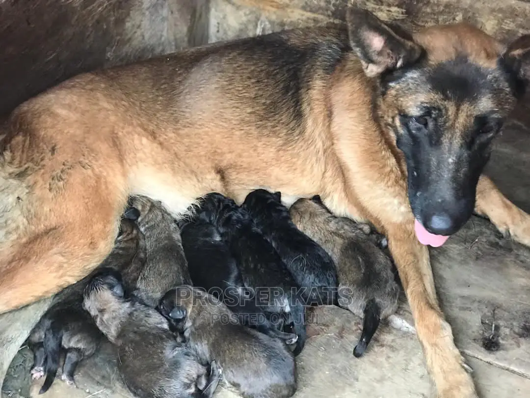 1-3 Month Male Purebred Belgian Malinois