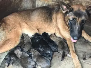 1-3 Month Male Purebred Belgian Malinois