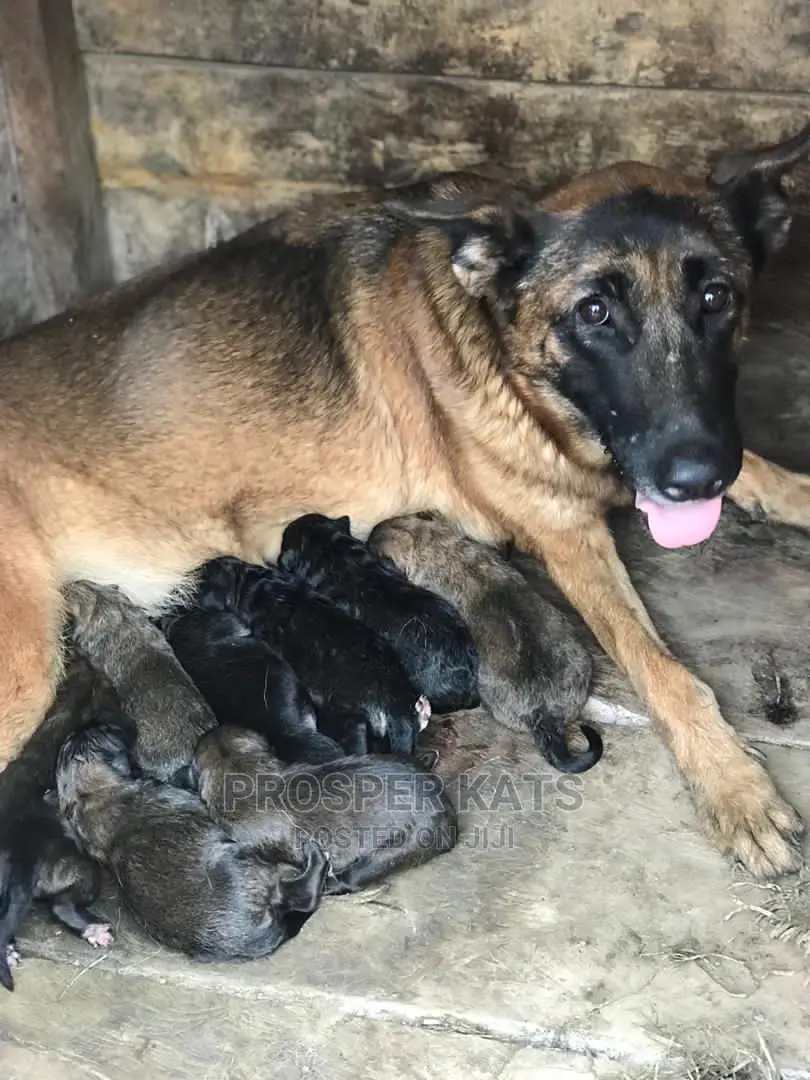 1-3 Month Male Purebred Belgian Malinois