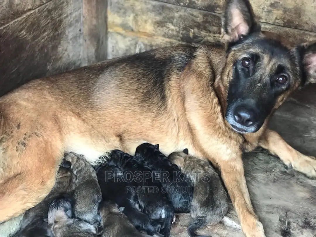 1-3 Month Male Purebred Belgian Malinois