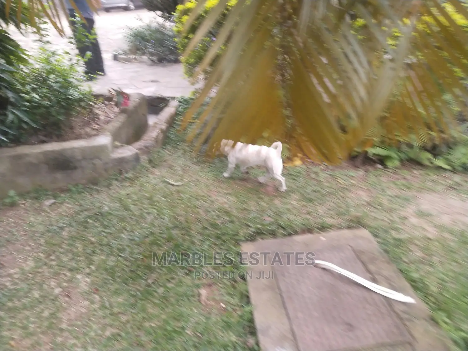 4bdrm Bungalow in Naguru, Central Division for Rent
