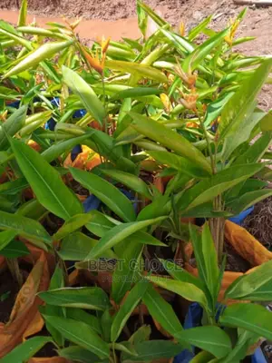 Exclusive Compound Designing Services,Flowers,Plants,Grass.