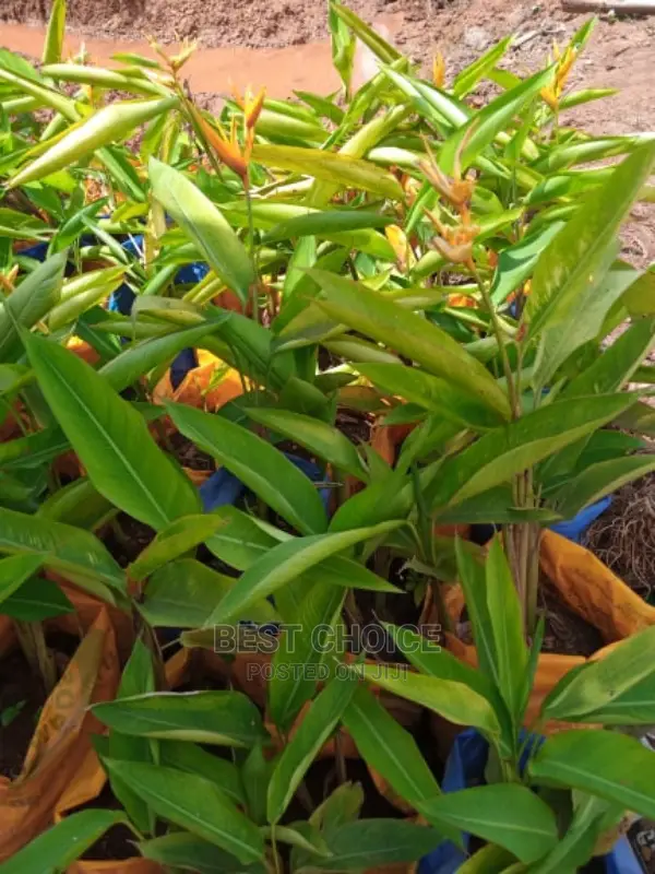 Exclusive Compound Designing Services,Flowers,Plants,Grass.