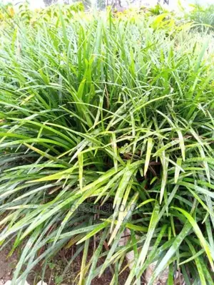 Exclusive Compound Designing Services,Flowers,Plants,Grass.