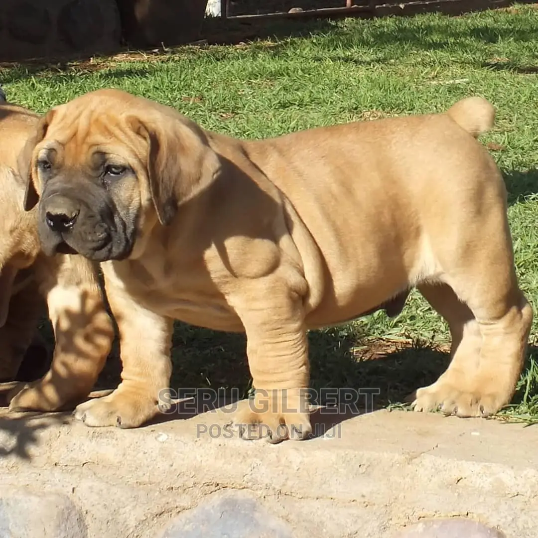 0-1 Month Female Purebred Boerboel