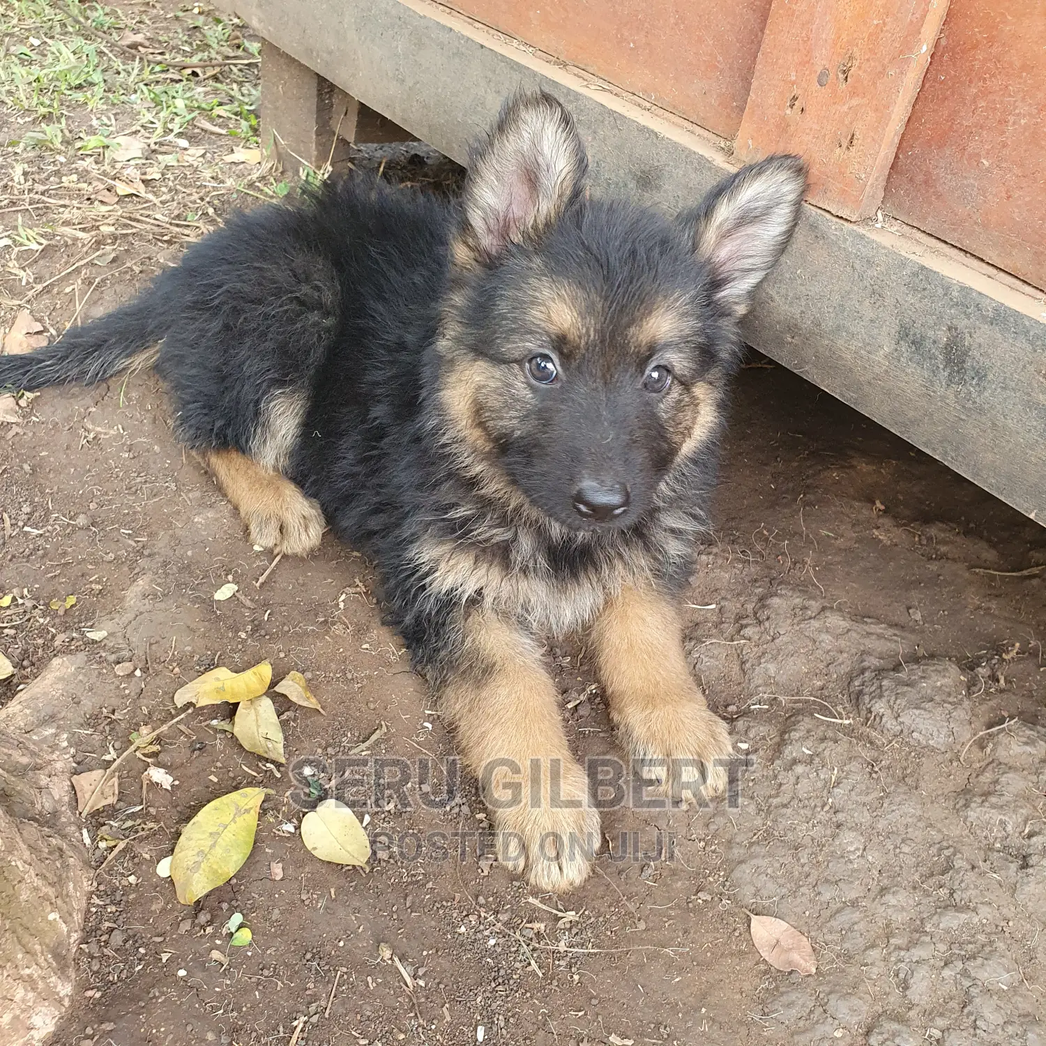 0-1 Month Male Purebred German Shepherd