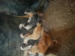 Big in Size Chicks and Health.