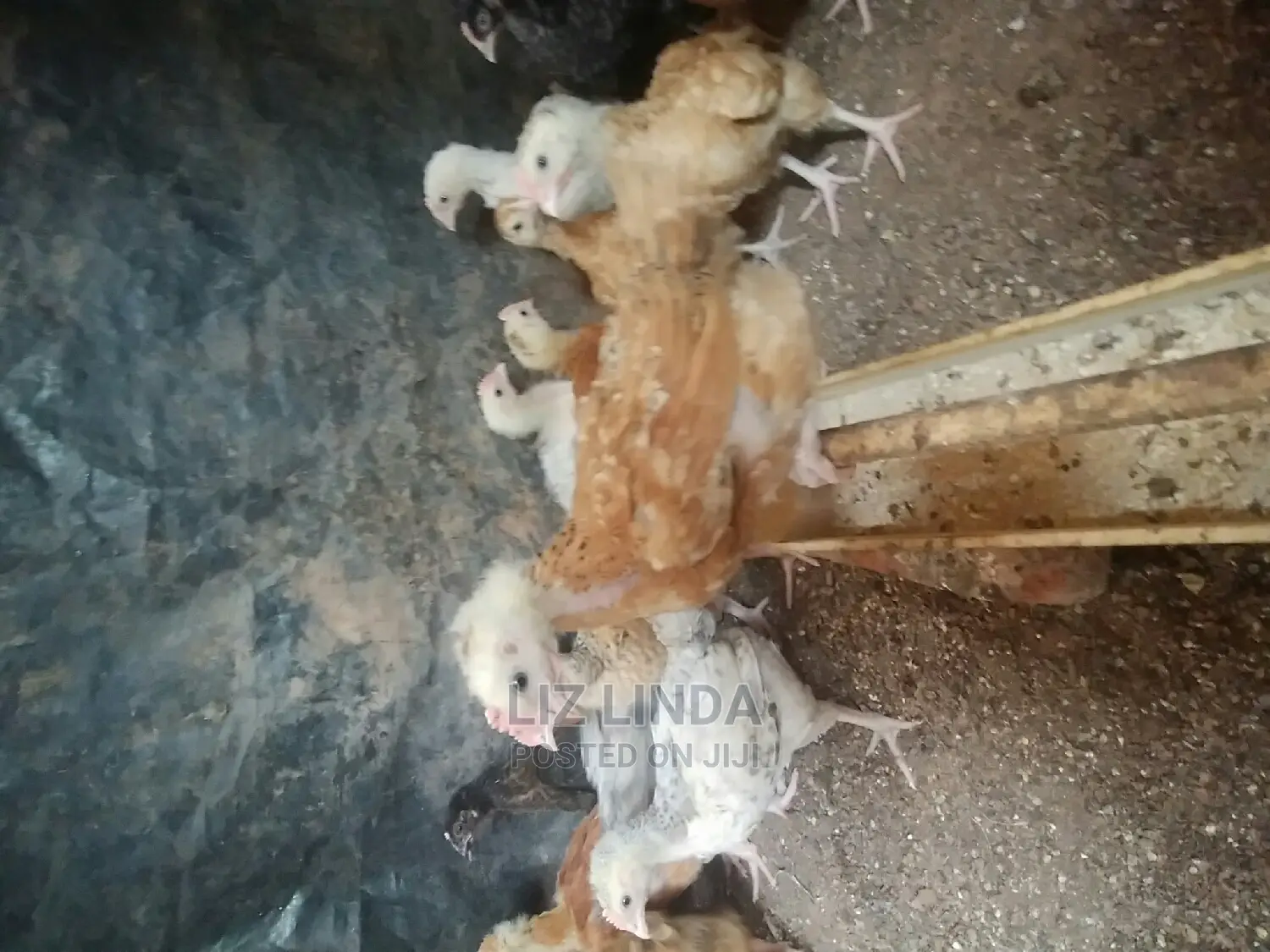 Big in Size Chicks and Health.