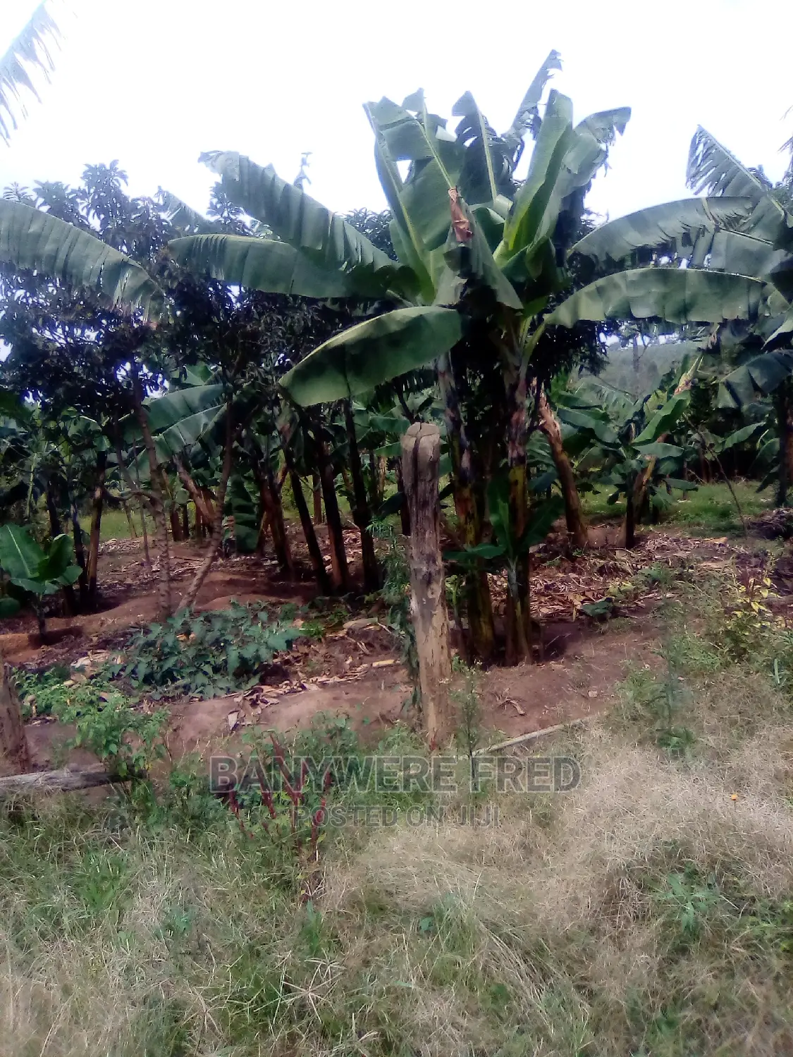 19 Acres in Kabembe 2km From Mpoma Sec School