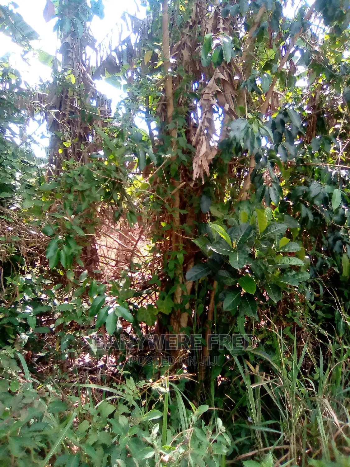 Kagoma Kalangi Road 2acre of Land