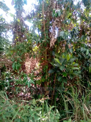 Kagoma Kalangi Road 2acre of Land