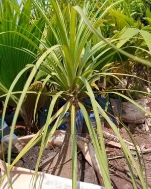 Amazing Flowers,Plants,Seedlings,Soil,Stones,Grass,Pots.