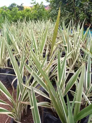 Amazing Flowers,Plants,Seedlings,Soil,Stones,Grass,Pots.
