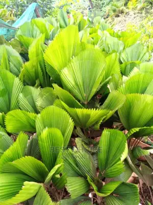 Amazing Flowers,Plants,Seedlings,Soil,Stones,Grass,Pots.