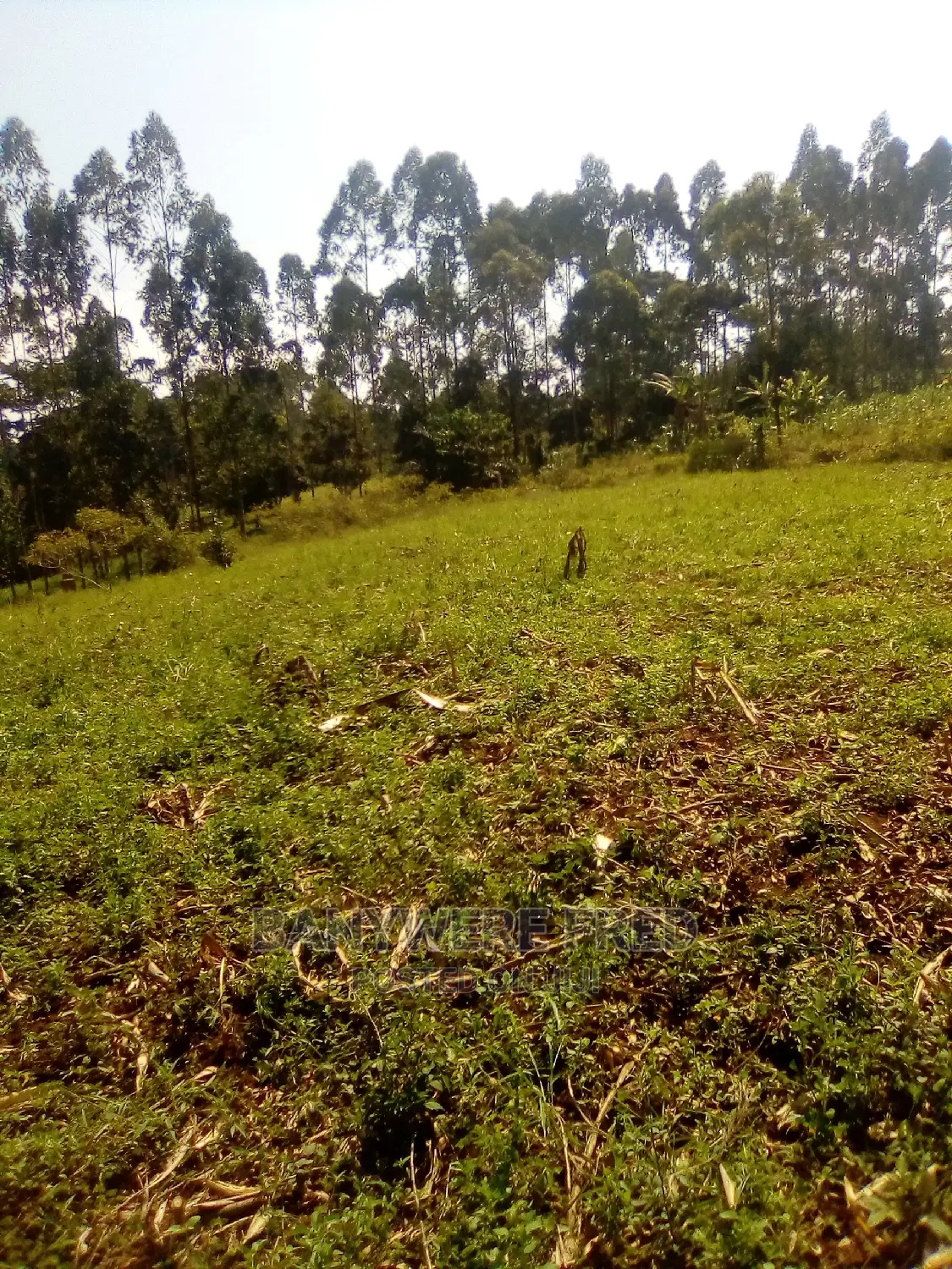 100/100 Plot for Sale in Kabembe Kampugu