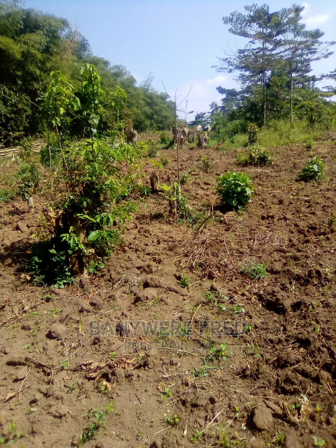 50/100 Plot for Sale in Kabembe Namirembe