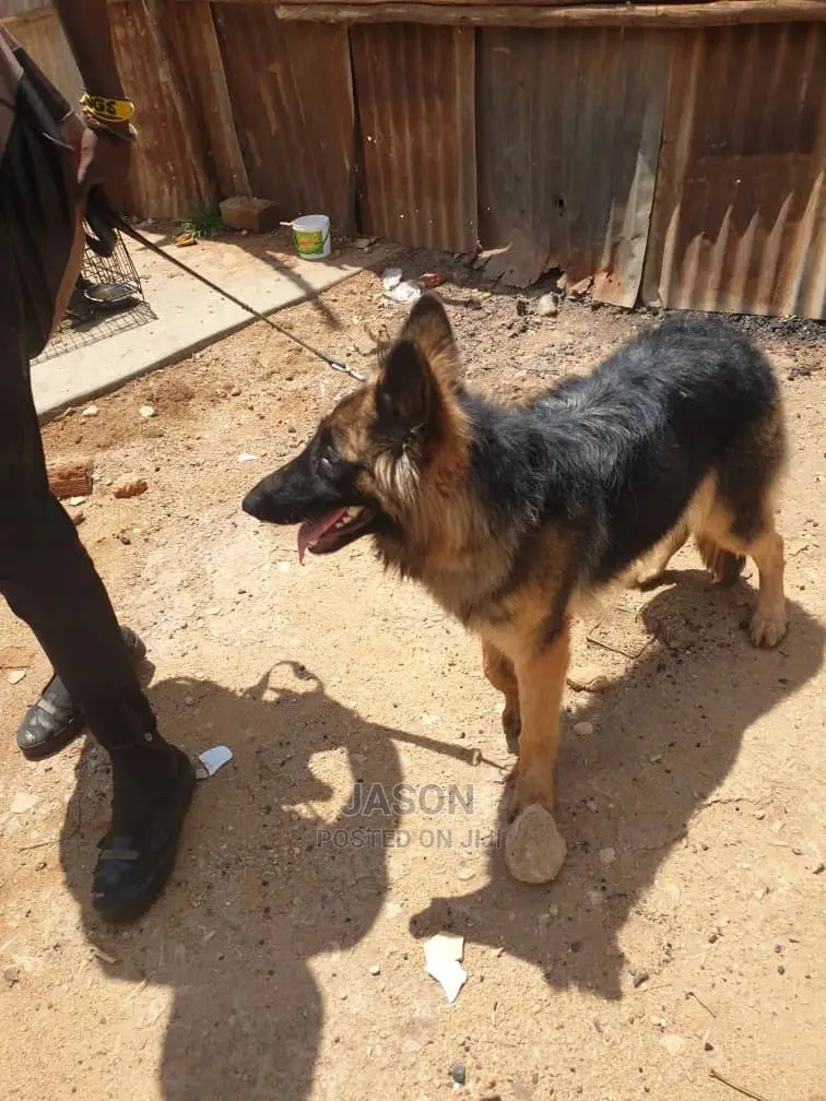 6-12 Month Female Purebred German Shepherd