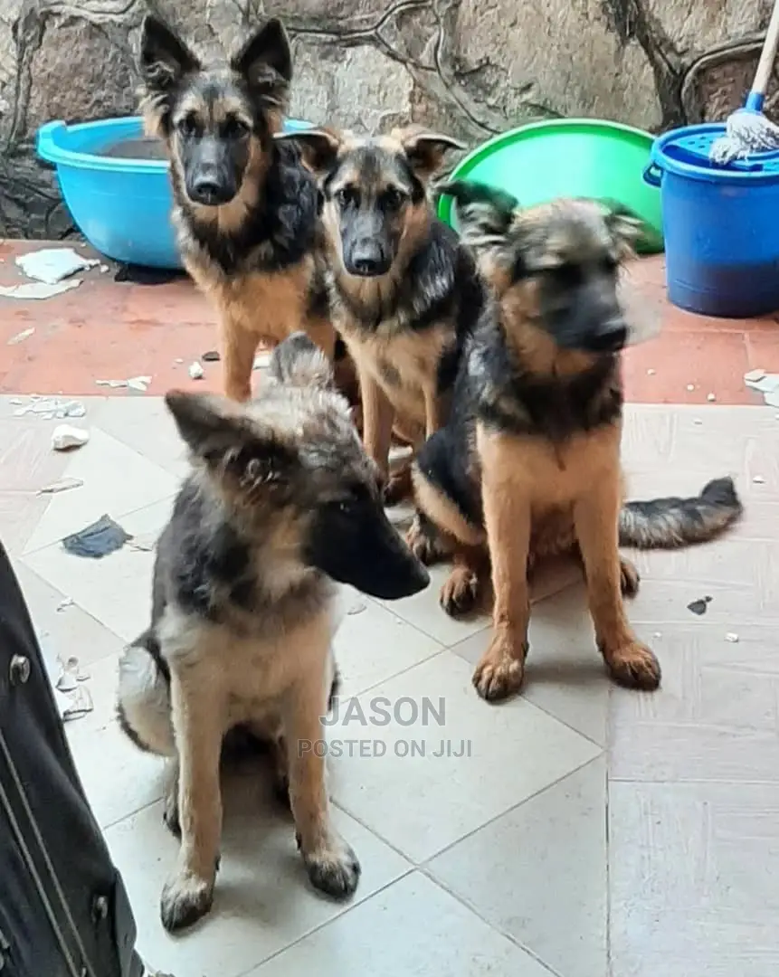 6-12 Month Female Purebred German Shepherd