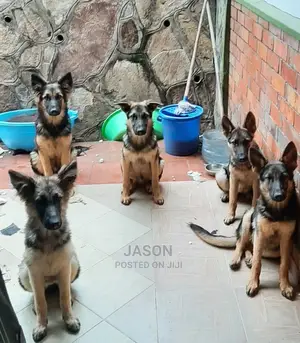 6-12 Month Female Purebred German Shepherd